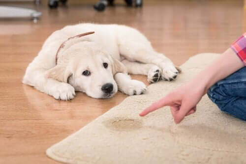 犬 失敗 正す