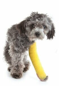 【遺伝?生活習慣?】歩行が困難な小型犬について知っておこう