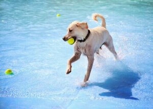 愛犬と楽しめるスペインのウォーターパーク2選
