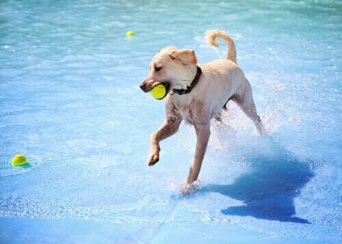 愛犬と楽しめるスペインのウォーターパーク２選