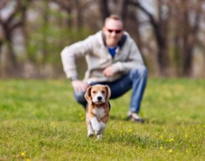 【愛犬が逃走!】散歩中に愛犬が逃げ出さないようにするには