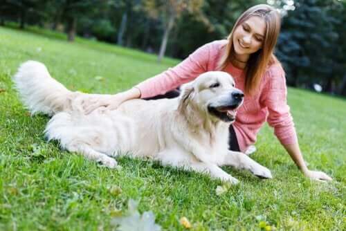 【しつけの勉強】犬をしつける際のカーミングシグナルとは？