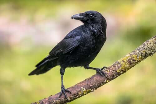 【カラスのことホントに知ってる？】驚きの認知機能とは！？