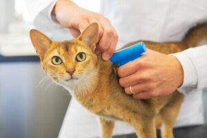【セキュリティ問題?】猫のマイクロチップ装着は義務化されている?