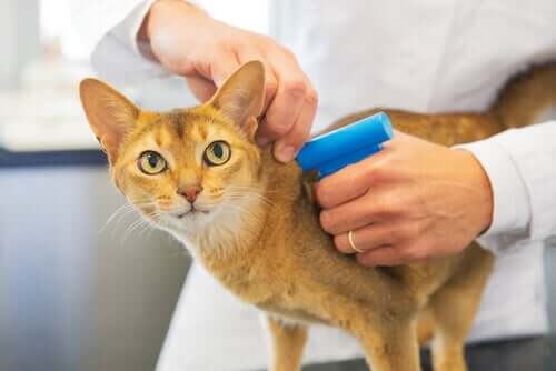 【セキュリティ問題？】猫のマイクロチップ装着は義務化されている？