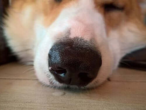 【犬ジステンパー】症状と治療、感染について見てみよう