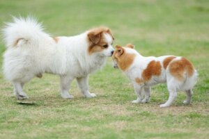【その行動も実は挨拶だった?】ワンちゃんの挨拶についてご紹介!