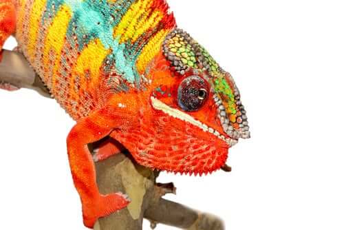 カメレオン 体色変化