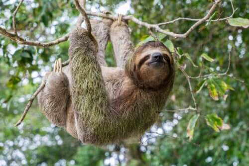 【動物と時間知覚】動物にも時間の感覚はあるの？