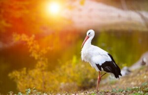 【赤いクチバシのコウノトリ】シュバシコウって知ってる?