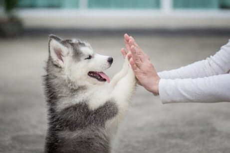 犬と人