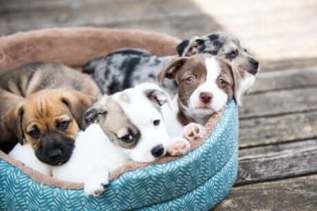 子犬