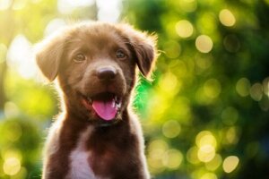 【ワンちゃんと健康】子犬のしゃっくりを止める方法ってなに?
