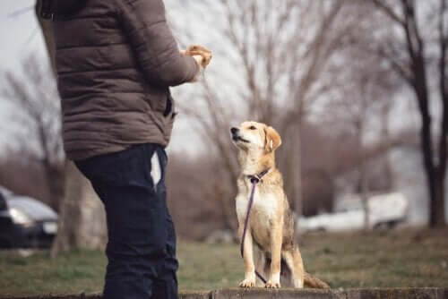 知っておきたい－犬の心理学