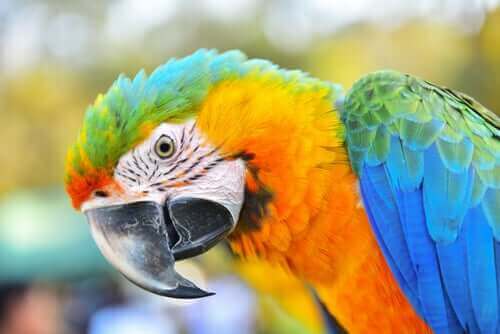 【コンゴウインコ】カリスマ的な人気をもつ知能の高い鳥とは？