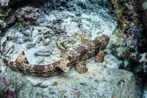 【モンツキテンジクザメについて】陸を歩けるサメ!?