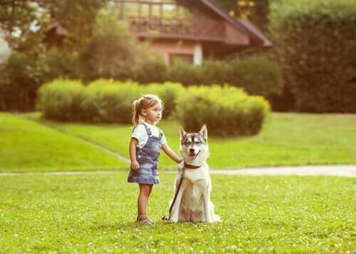 【動物が持つ方向感覚】犬は方向感覚に優れているの？