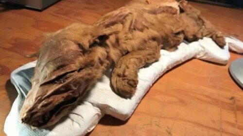 【動物とロマン】カナダで発見！ミイラ化したオオカミの赤ちゃん