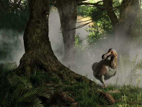 【絶滅種のシンボル】ドードー鳥が絶滅したのはなぜ？