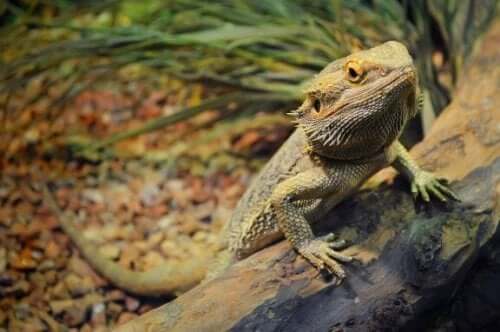 フトアゴヒゲトカゲってどんな動物？