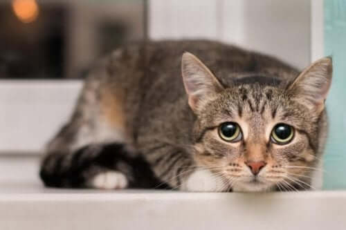 【実はニガテだった】猫が怖がるものって何だろう？