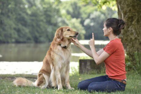 犬をトレーニングする女性