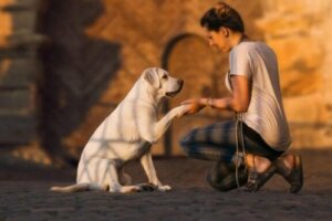 聴覚障害の犬をトレーニングする方法