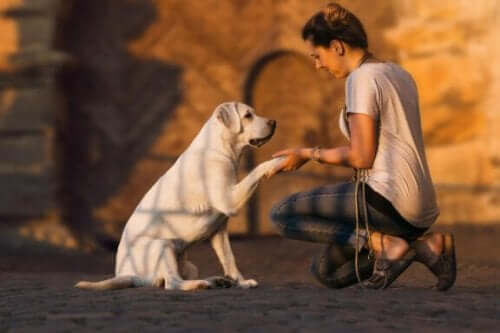 聴覚障害の犬をトレーニングする方法