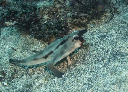 レッドリップド・バットフィッシュ