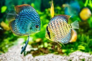 魚のヘキサミタ症:その原因と症状