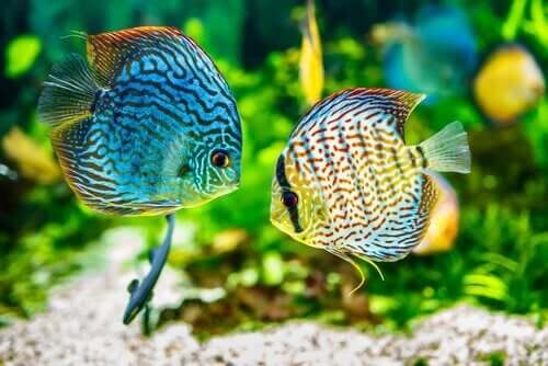 魚のヘキサミタ症：その原因と症状