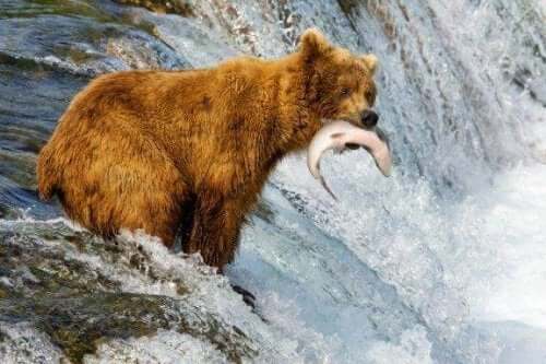 ヒグマとハイイログマの違いって何？