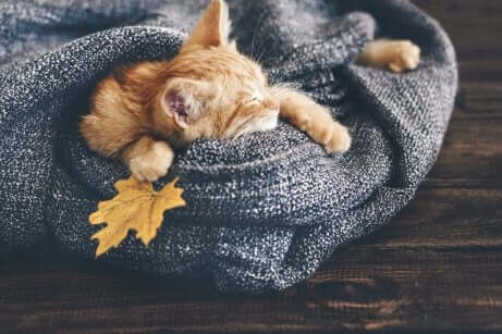 毛布で眠る猫 どうして猫は寒いのが苦手なの?
