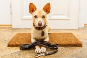 犬のトレーニングでやってしまいがちな7つの間違い