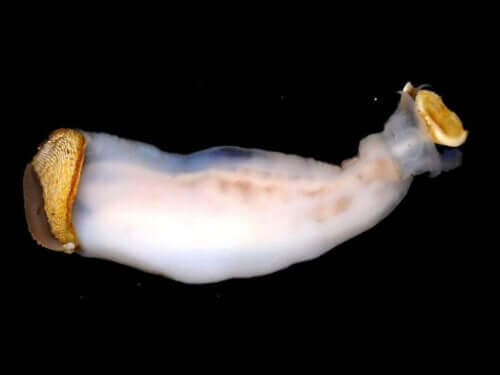 【岩を食べる軟体動物】川の流れも変えてしまうリソレド・アバタニカ