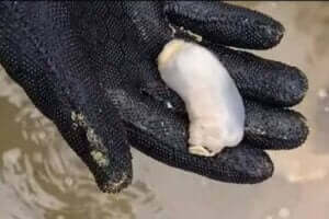 手のひらの上のリソレド・アバタニカ 岩を食べる軟体動物