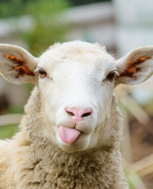 動物